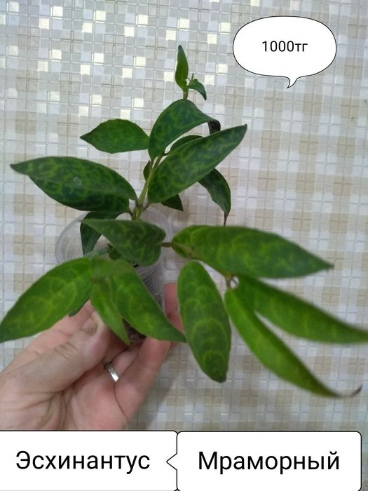 Продам комнатные цветы