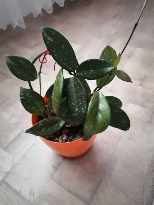 Дебела Мара и красиво Восъче!