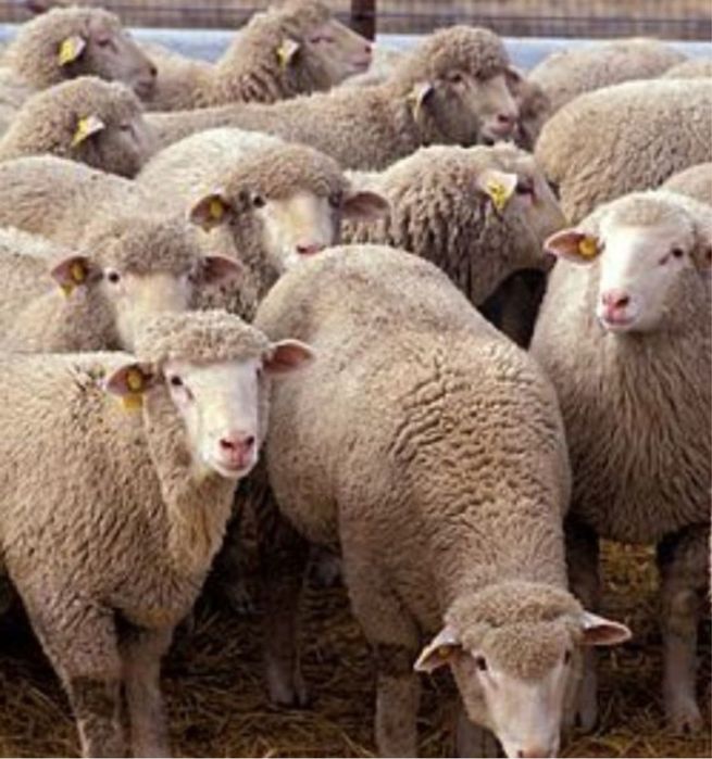 Бараны на выбор/ Кой сатамыз / токты сатамыз