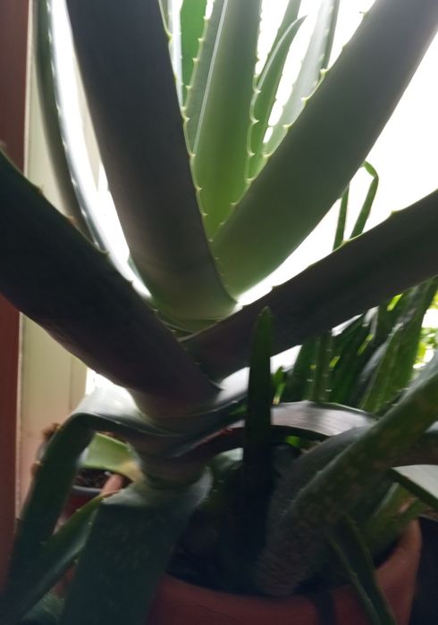 Продам алоэ вера