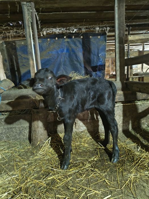 Vand un vitel si o  viteava de bivolite