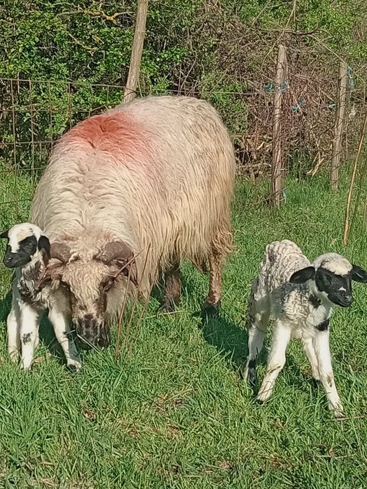 O oaie cu doi miei de vânzare Dârlos 0743809104 1.200 lei