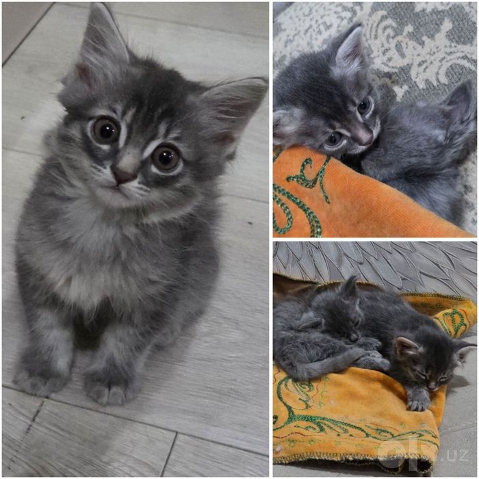 Котенок ищет семью!