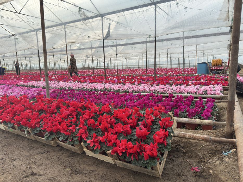 Steklamen Gullar sotuvda