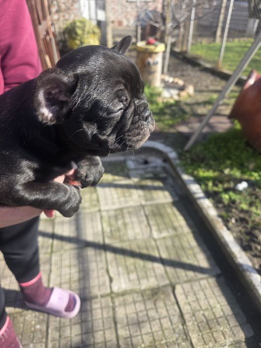 Френски  Булдог French bulldog