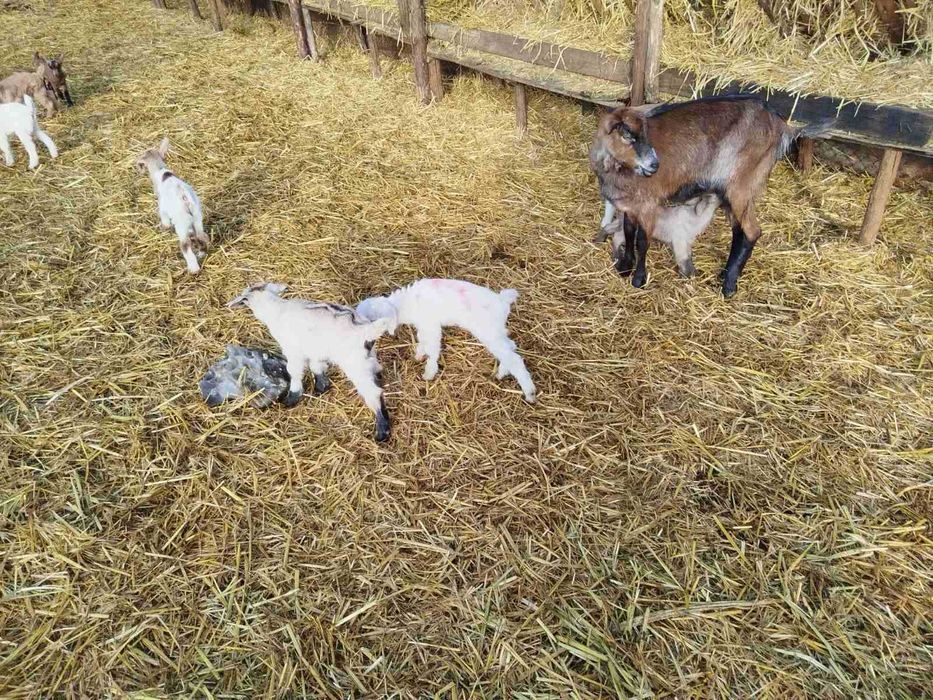 Продавам новородени Ярета