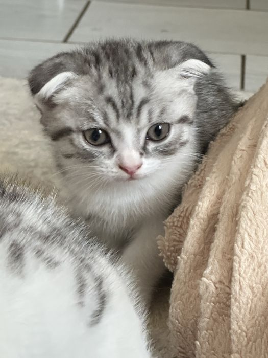 Шотландские вислоухие котята