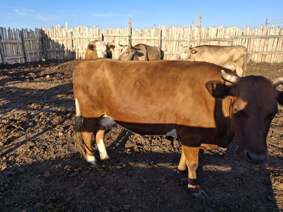Продам 2 коровы.