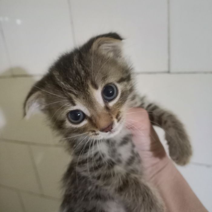 Вислоухие котята 1 месяц мальчики и девочка