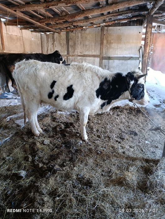 Продам две коровы