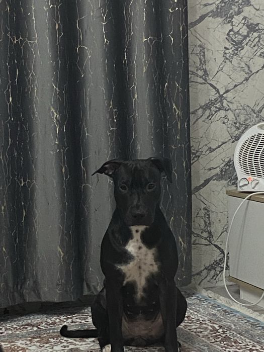 продам, пит бультерьер