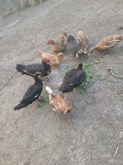 Vând rațe leşeşti