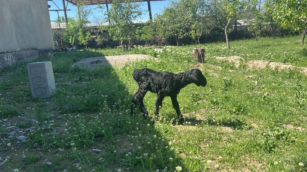 2 еркек гиссар козы