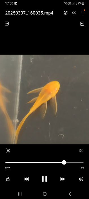 Ancistrusi-pesti exotici