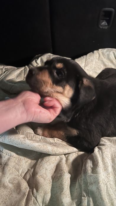 Щенки щенок собака