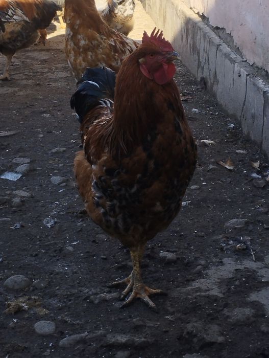 Продам  петухов.    .