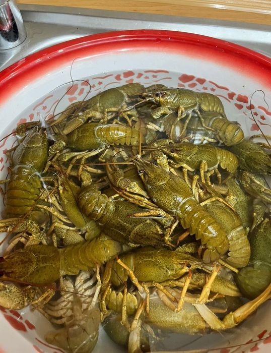 Раки Раки варёные