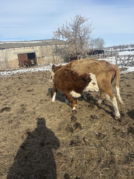 Продается тёлочка