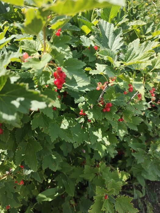 продается дача общества натуралист