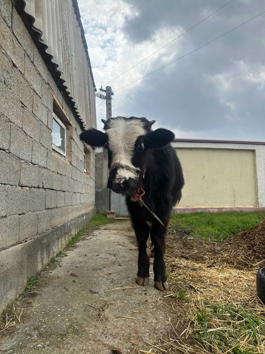 10 oylik Smental buqa sotiladi.