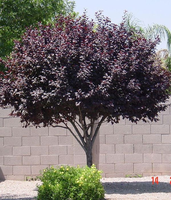 Червенолистна слива (джудже)