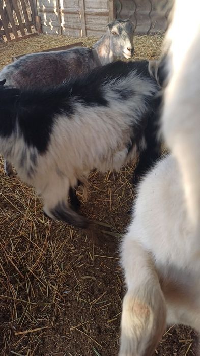 Ешки сатам,продам коз