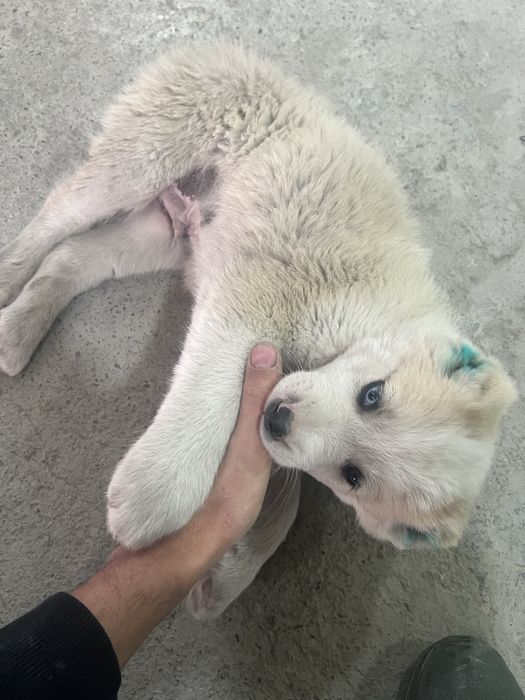 Бури болачаси 1 ойлик