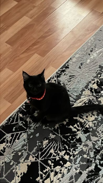 Мысықтар беріледі. Тегін!