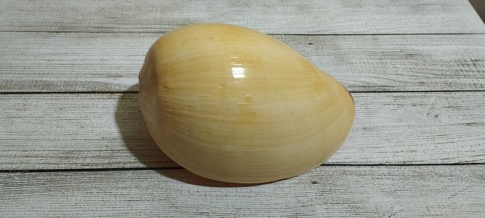 Мело диадема, морская ракушка