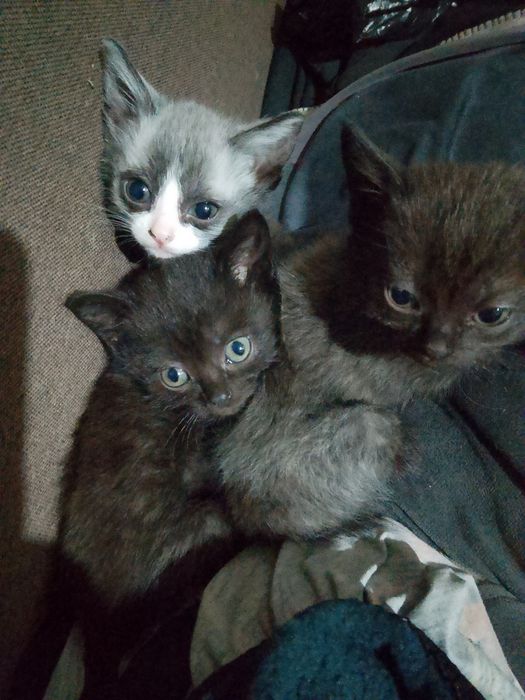 Отдам котят  в хорошие руки
