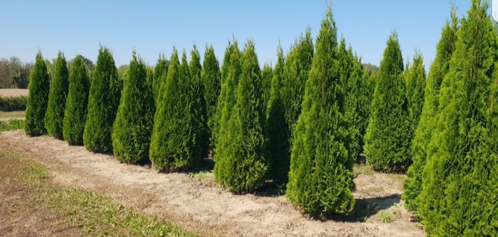 Tuia Leylandii-smarald la înălțime de 3m-4m, perdea verde naturală/