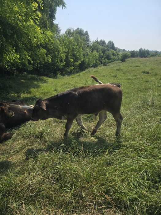 Vând vițele, viței si vacă