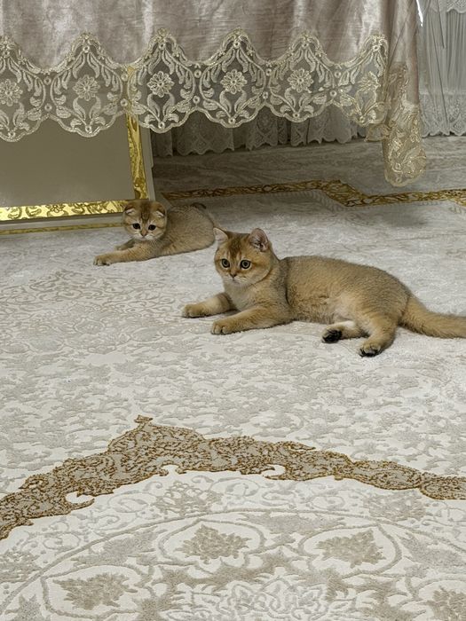 Кошка Британский шиншила