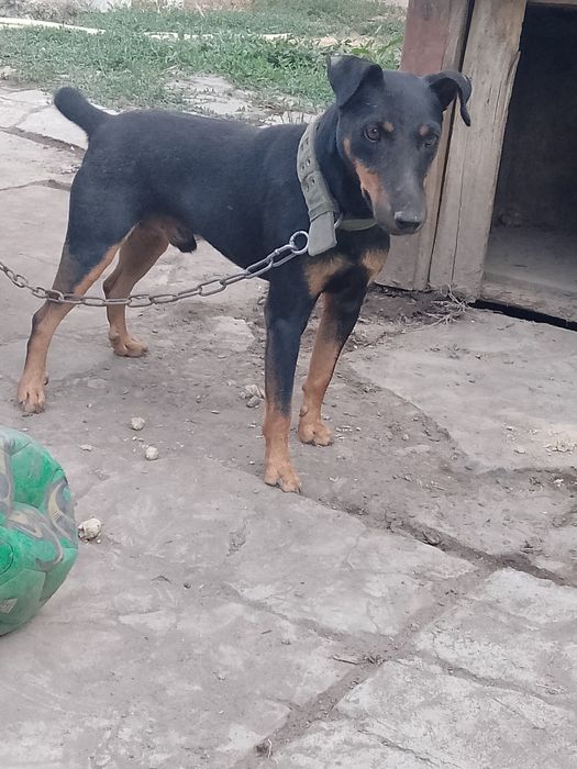 Ягктерьер только вязка
