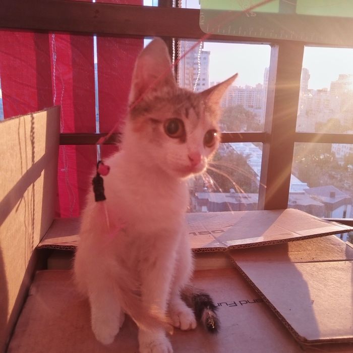 Отдам котёнка в хорошие руки