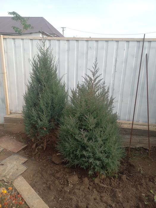 Туя домашний можевельник