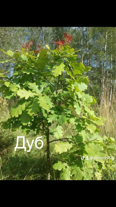 Тополь пираммидальный