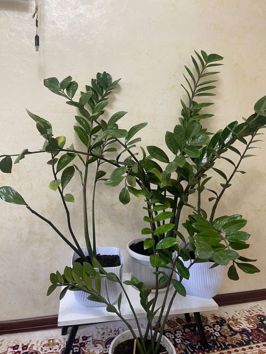 Замиокулькас цветы