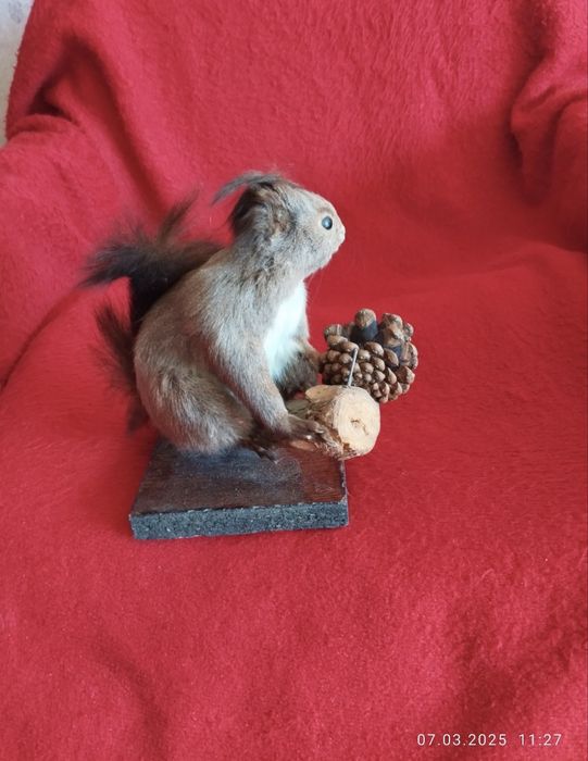 Продавам препарирана катерица