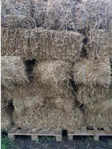 Vand baloti de luterna