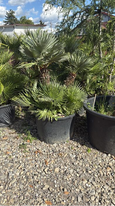 Palmieri rezistenti super oferta doar la 1200 lei cei din imagini