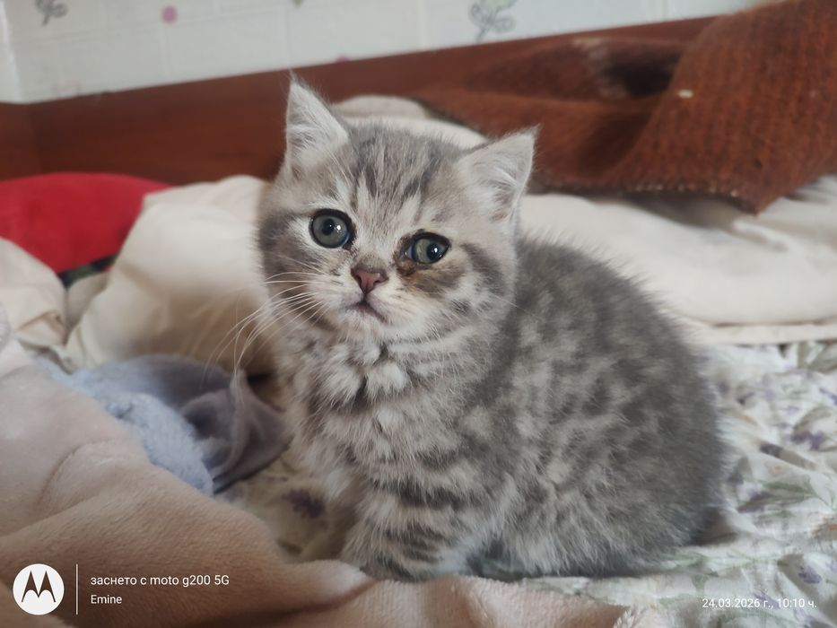 Британски котенца