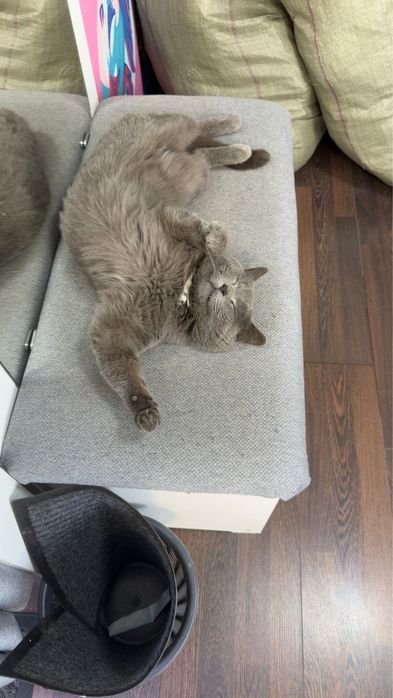 ПРОПАЛ КОТ! Помогите найти