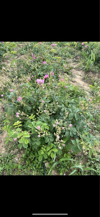 Trandafiri Rosa Damascena de dulceata