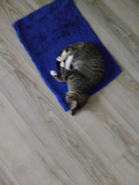 Отдам даром котенка