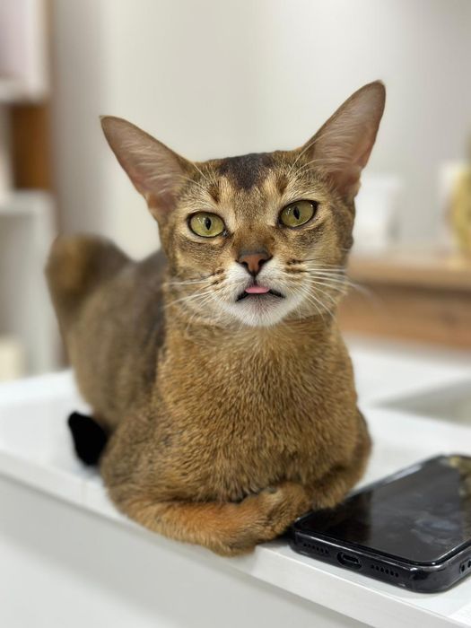 Котёнок абиссинец