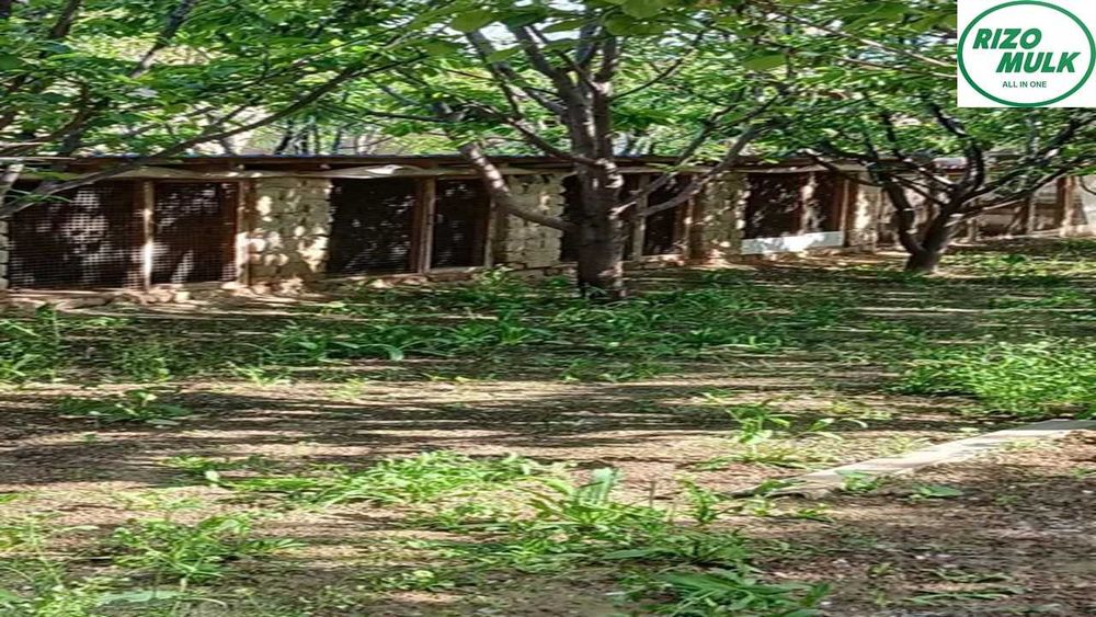 Назарбекда Ферма сотилади. NR494/84