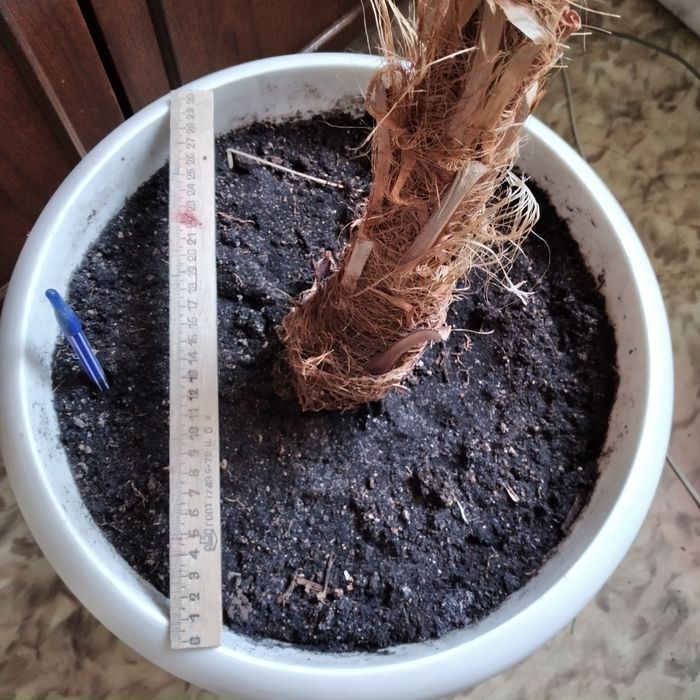 Цветы комнатные в горшках.