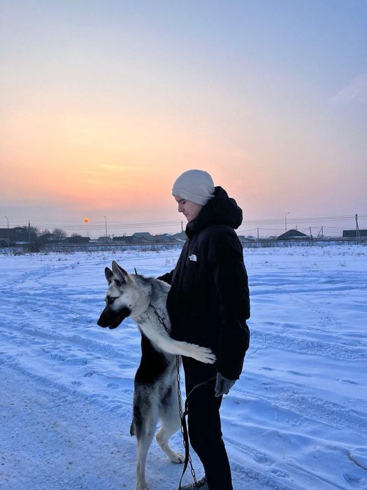 Восточный европейская овчарка