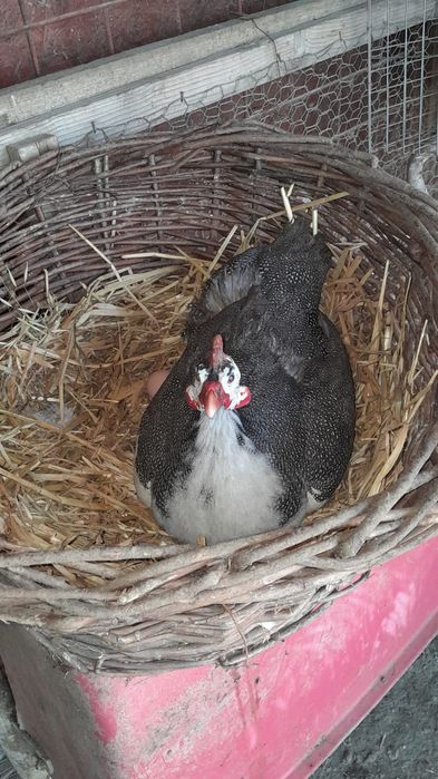 Vand oua de bibilici romanesti diverse culori